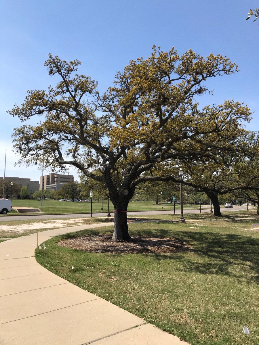 Thanks to <a href="/theeagle/">The Eagle</a> for including our story about the tree restoration &amp; replanting project on campus: bit.ly/aggienationtre…
Stayed tuned for project completion updates in our June newsletter! #TAMU #MondayMotivation 🌳