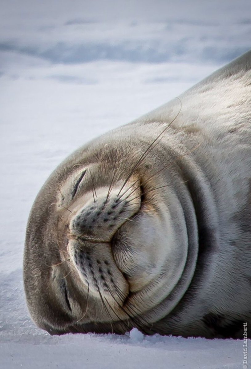 mamimoe1's tweet photo. Good morning June.4th 2019 7:09am Tue.
#SaveSeal #CA
#hunting #fur https://t.co/TfsY0Zv5TI