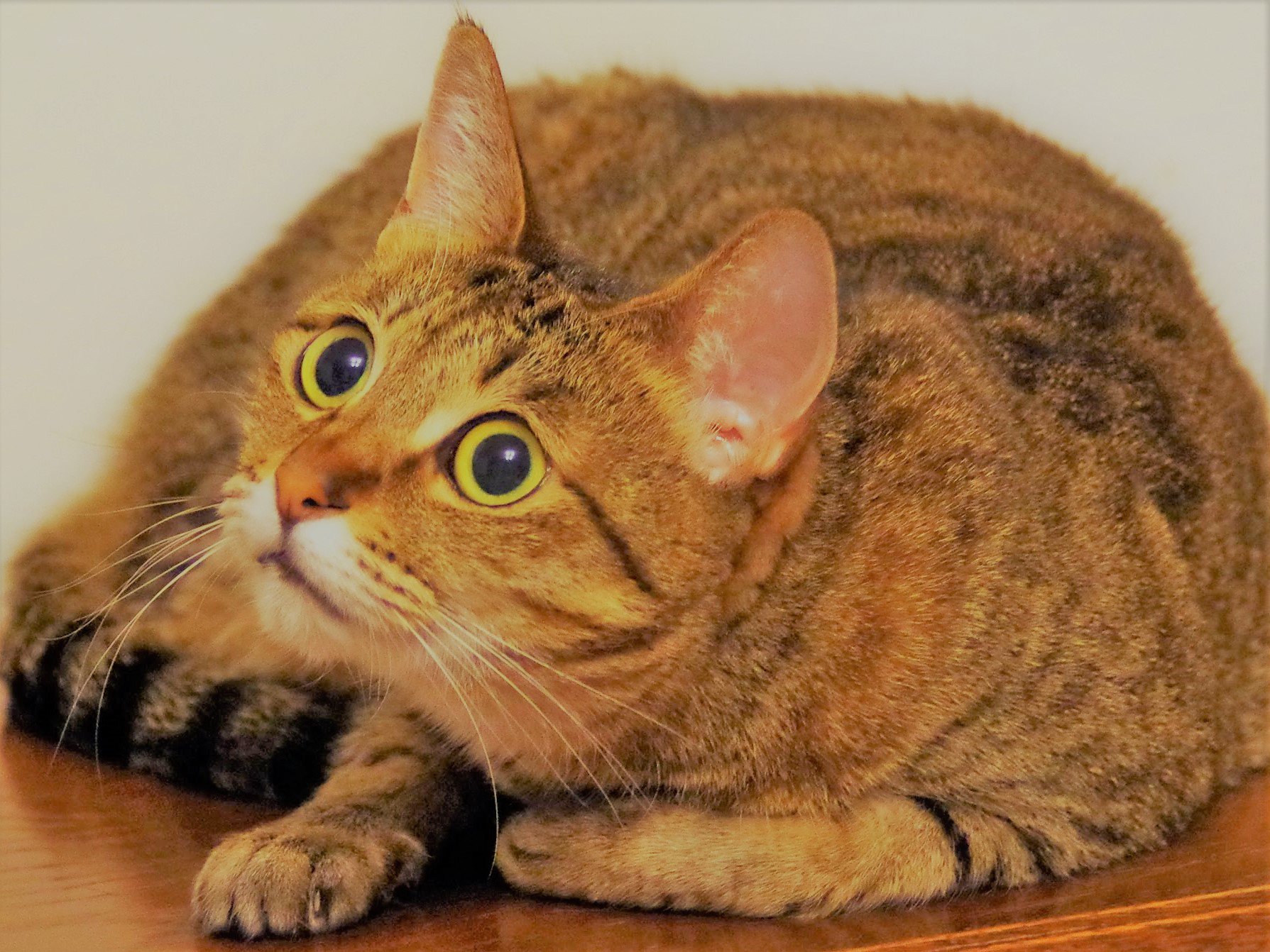 あづさゆみ キジ色でトラ何かを見つめるキジトラ猫 雉茶色キジトラで日本特有の日本猫は何を見つめているのでしょうか 日本猫は毛並みが美しく色分けも白黒や縞や斑や三毛と多様である 日本猫 キジトラ 雉茶色 虎猫 三毛猫 T Co J8tpf5mt2j