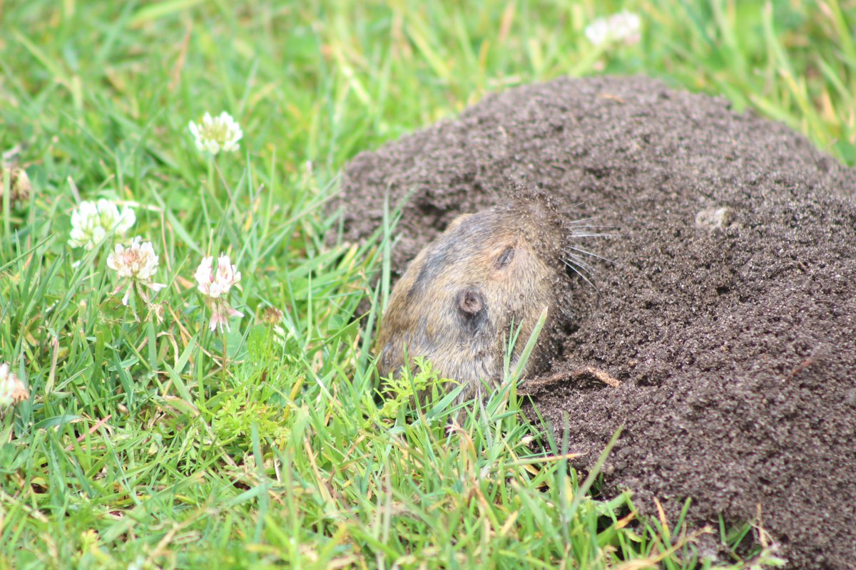 Behold, the start of my official  #mammalwatching thread, where I'll update my mammal-related adventures from here on out (don't worry, I won't re-post anything! All new content!)Here's the first, Botta's Pocket Gopher (Thomomys bottae) 5/13/2019