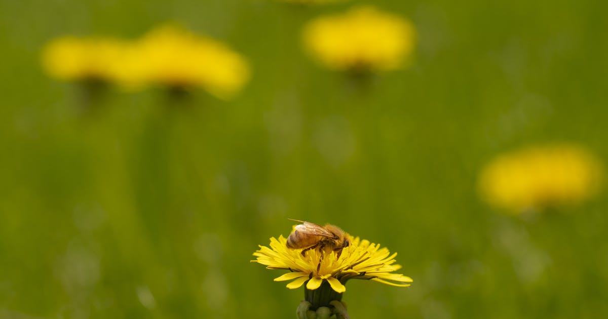 Program to pay Minnesota homeowners to let their lawn go to the bees. The state set aside $900K to assist homeowners with the cost of converting lawns to wildflowers, clover and native grasses to slow the state’s bee population collapse. <a href="/StarTribune/">The Minnesota Star Tribune</a> 

startribune.com/program-pays-m…