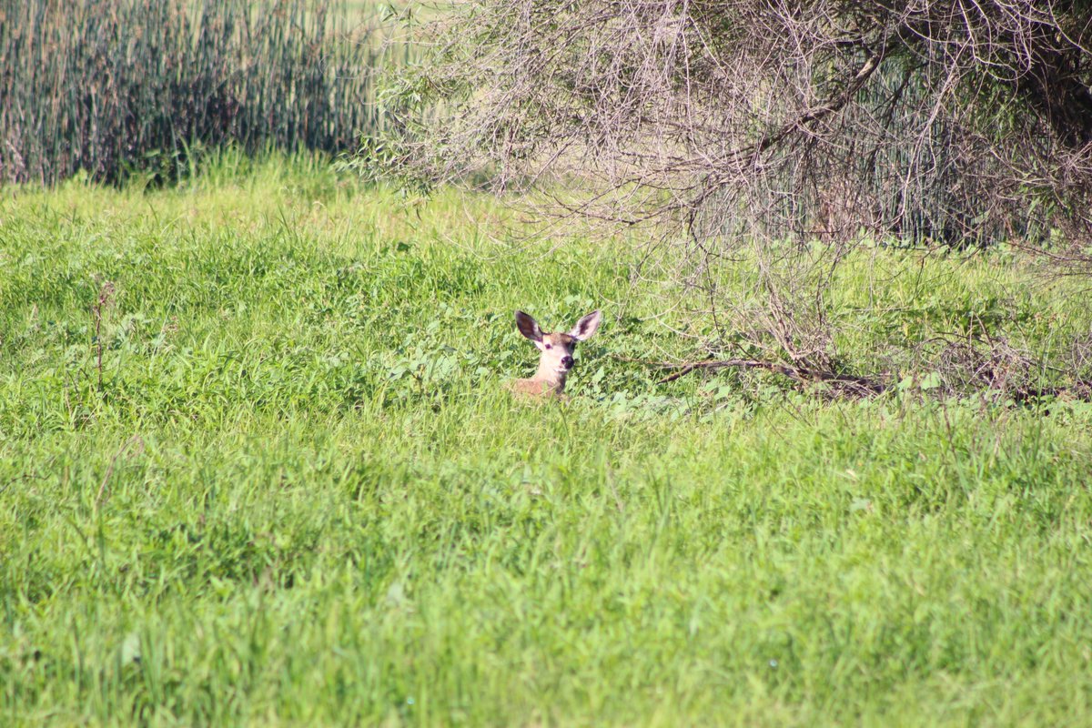 Columbian Blacktail/Rocky Mountain Mule Deer (Odocoileus hemionus columbianus x Odocoileus hemionus hemionus) spotted 6/3/2019  @USFWSRefuges (Sacramento Main Complex)!  #mammalwatching