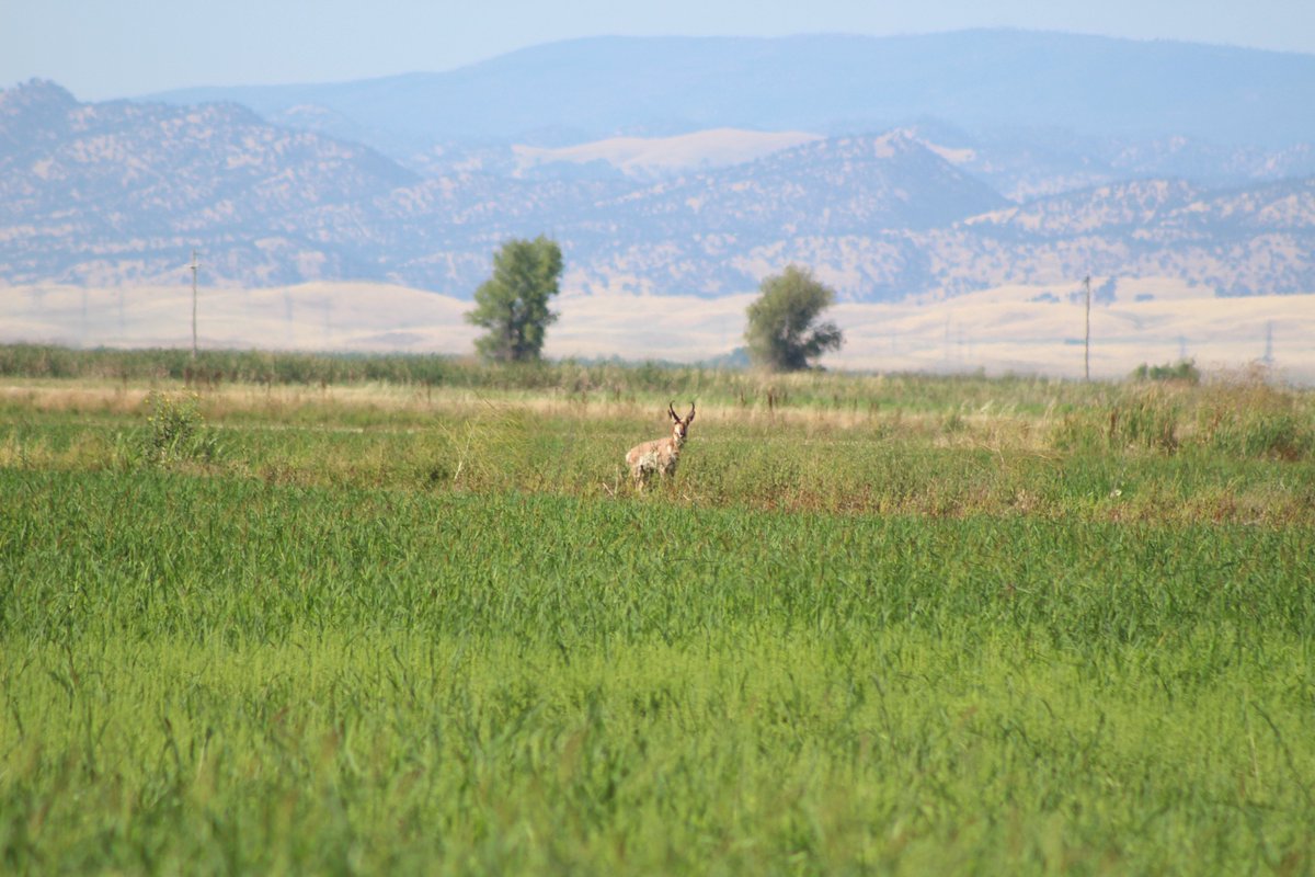 Another additions for 6/3/2019, Pronghorn (Antilocapra americana)! Extraordinary animals and while I've seen them in the wild before, never have I had the chance to photograph them. About time!  #mammalwatching
