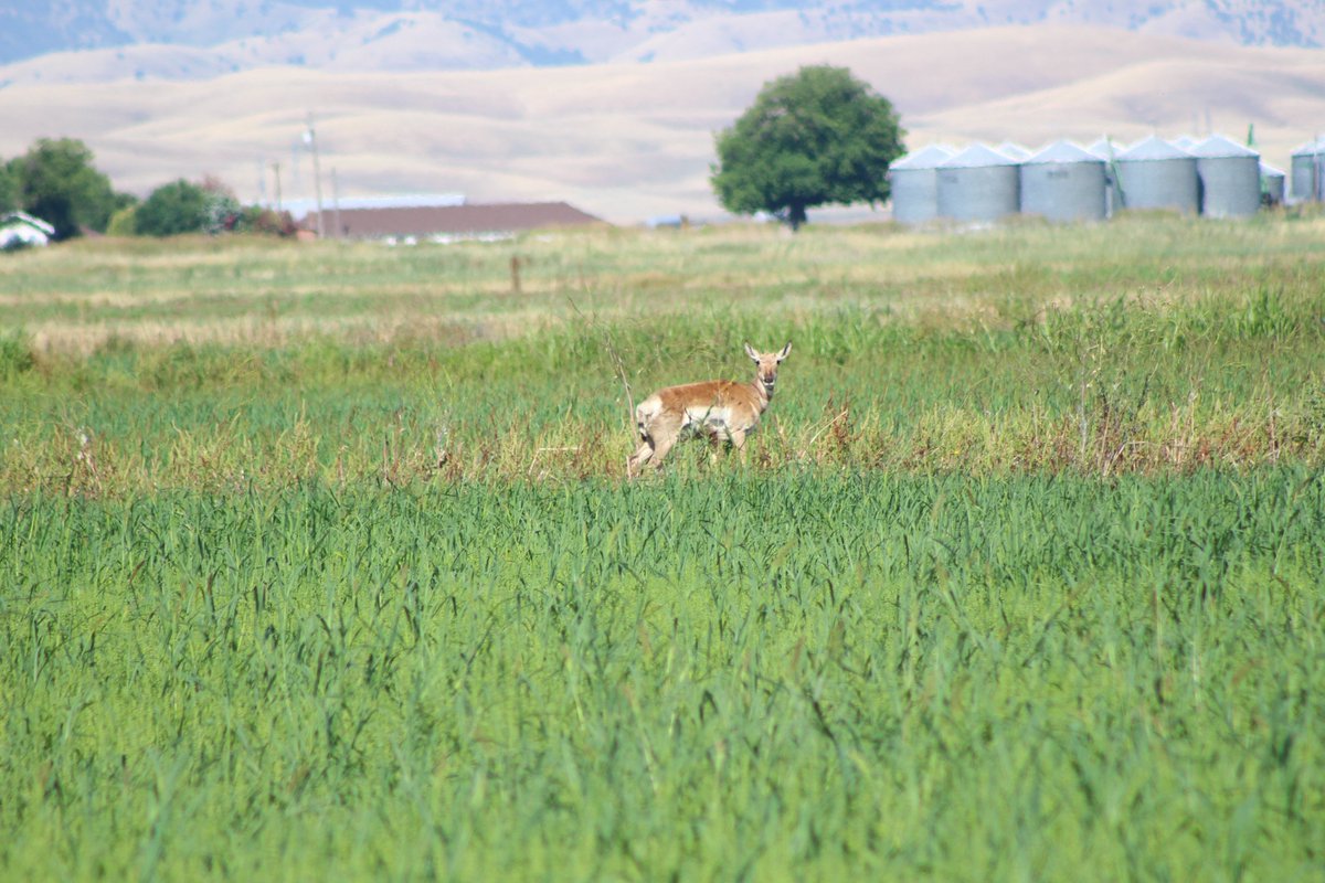 Another additions for 6/3/2019, Pronghorn (Antilocapra americana)! Extraordinary animals and while I've seen them in the wild before, never have I had the chance to photograph them. About time!  #mammalwatching
