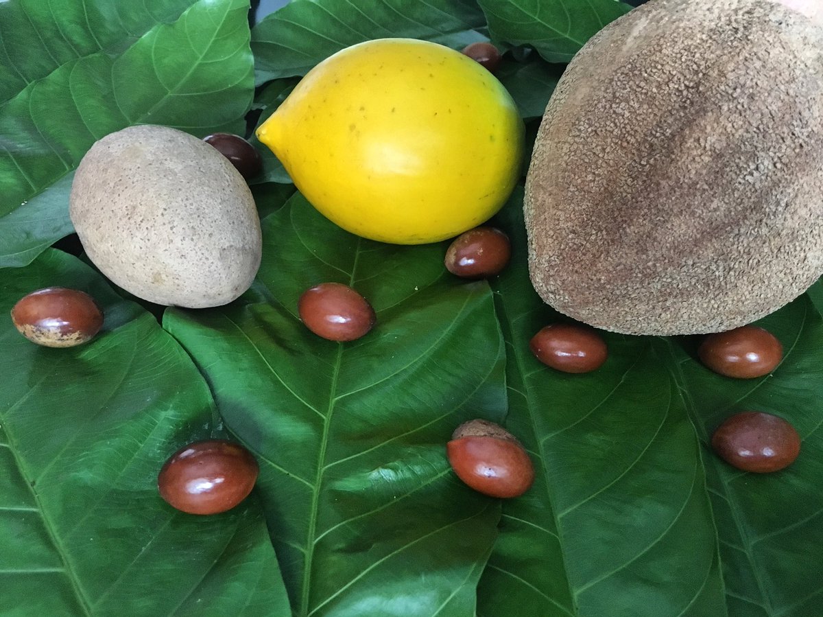 RareFruitMiami's tweet photo. The diversity of #Pouteria luscious sapodilla, alluring abiu, silky mamey, ‘Ross’ sapote seeds on #Pouteriasp leaves #Manilkarazapota #Pouteriacaimito #Pouteriasapota #RareFruitCouncil #RareFruitMiami #RFCIMiami #MiamiFruit #RareFruit Est in 1955 founded Miami Florida #Sapotaceae https://t.co/GjFdB4MGkI