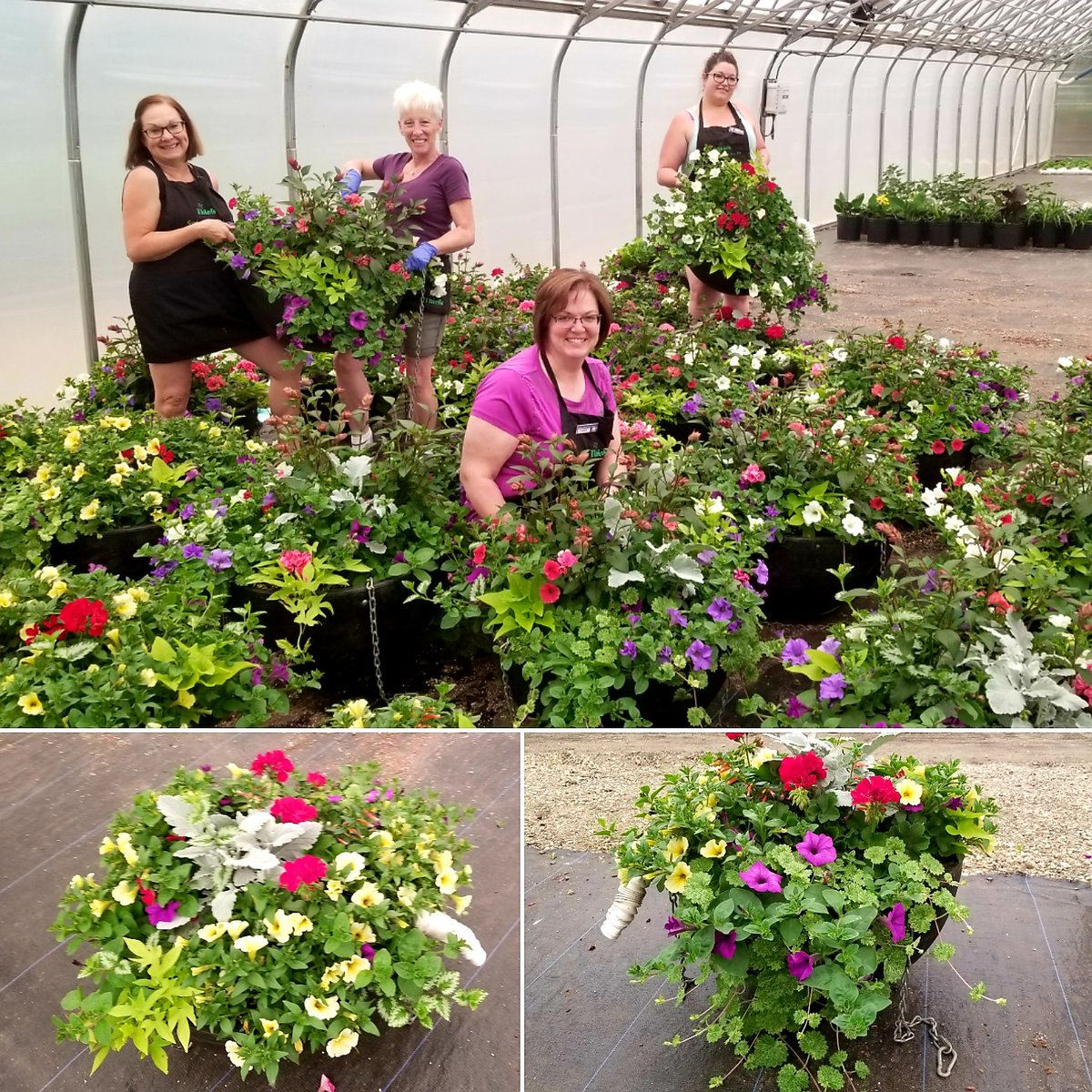 ThielsGH's tweet photo. This is how we do it πΆ
Hey Town of Lamont, our team designed stunning color combos just for YOU! Can't wait to see them POP in full flower glory on your street lamps this summer. #bossteam #flowerpower #letsgrowsomethinggreen @LamontCounty @goeastofYEG https://t.co/CQFguuqTlQ