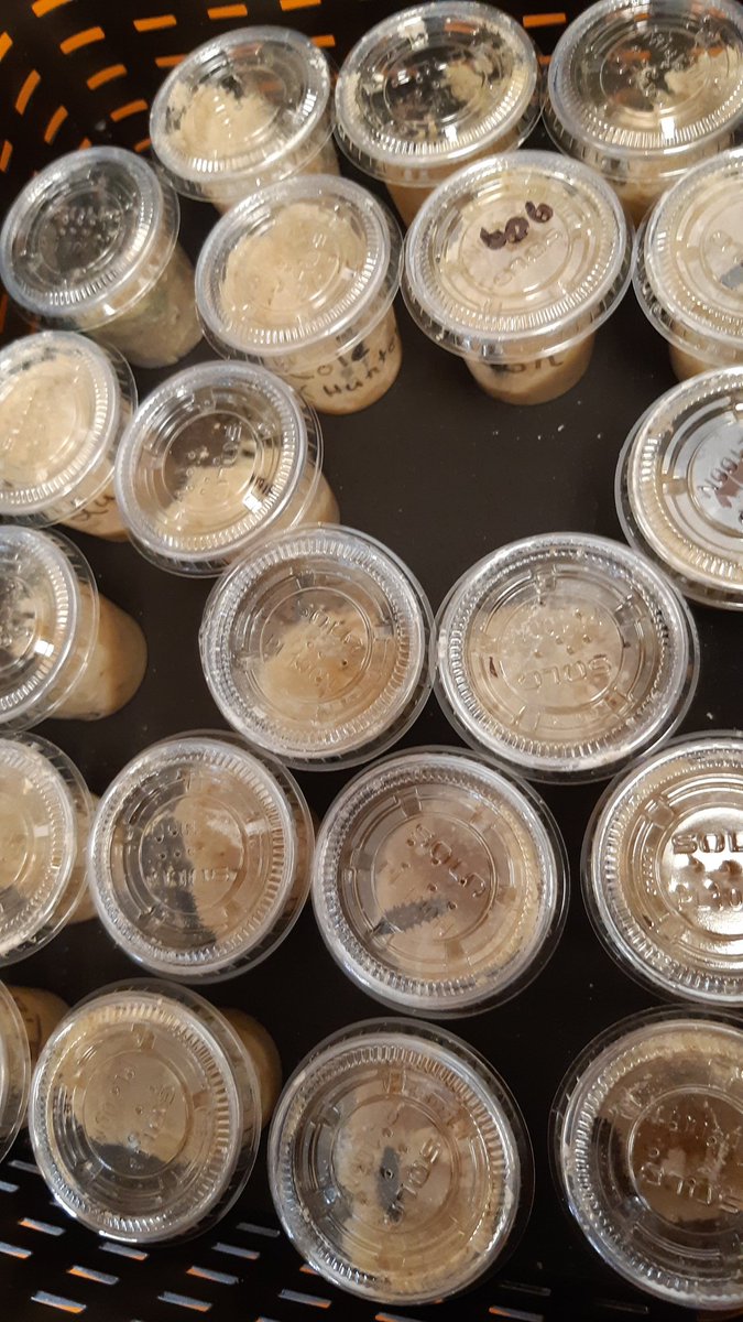 Our caterpillars have started to grow!  We were very excited to see the changes since Friday.