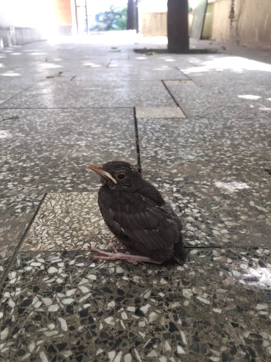 Odamızın misafirleri her zaman mühendis ve öğrenciler değil :) Bayram sonrası finallerde herkese başarılar, şimdiden iyi bayramlar :)