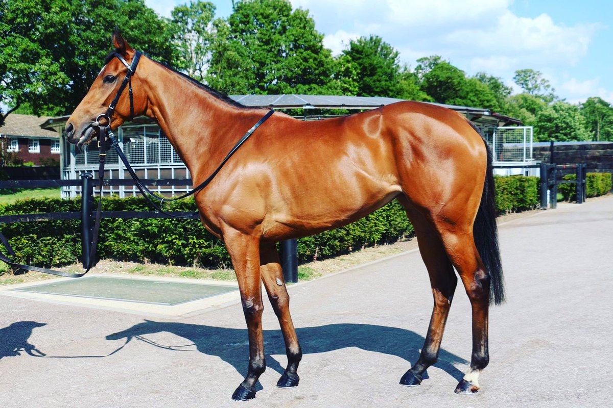 Selling <a href="/Tattersalls1766/">Tattersalls</a> July sale this stunning Camelot filly is both a racing and breeding prospect.. she will be sold with a breeding cert and could suit a southern hemisphere cover <a href="/coolmorestud/">Coolmore</a> <a href="/anz_news/">ANZ News</a> <a href="/johnnymckeever1/">Johnny McKeever</a> <a href="/hpalmerracing/">HUGO PALMER AT MANOR HOUSE STABLES</a> @hugopalmer_