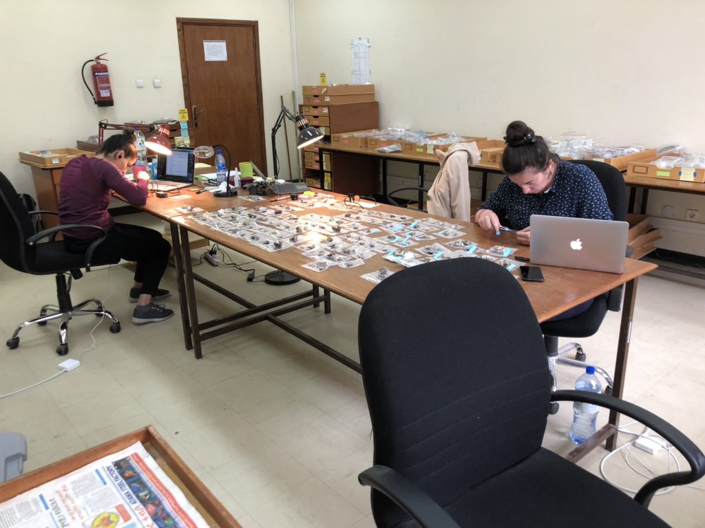#TeamMonkey is on a roll figuring out the Late Pleistocene #cercopithecids from the #MiddleAwash, #Ethiopia. I am so lucky to get to solve this paleo-puzzle with @ThePaleoCat @PaleoTesla <a href="/theoldbones/">Marianne Brasil</a> and @RyanYohler (taking photos on the floor in the corner)