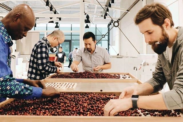 New Level 1 CQI Post Processing Course is designed for beginners in coffee post-production at the consumer end of the industrial chain. @SpecialtyCoffee @thecqi #sorting #coffeecherry #cherry #arabica #fruit #coffeeprocessing #coffee #specialtycoffee #education #International