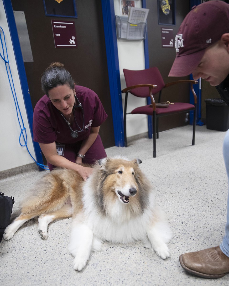 Texas A&M VetMed tweet media