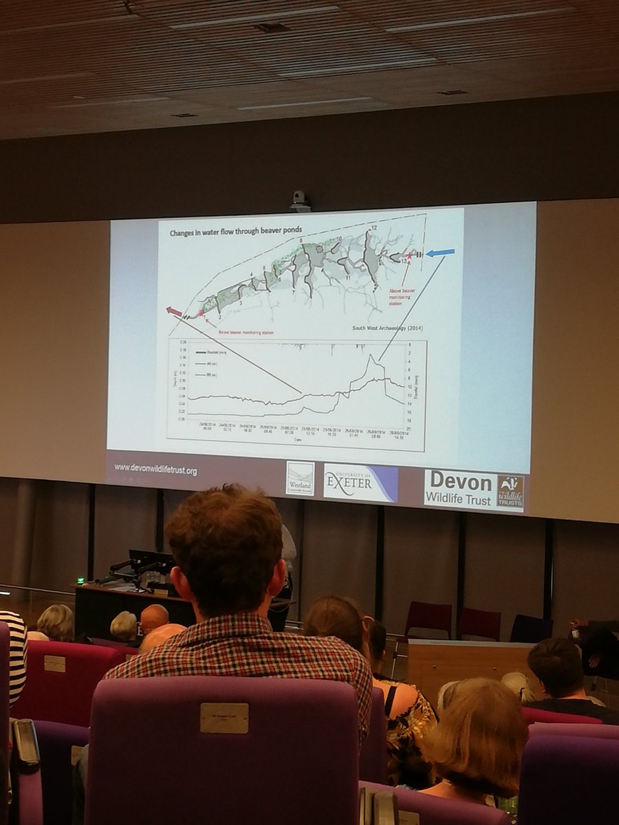 EGrandClement's tweet photo. Great evening at Exeter University learning about all the good things beaver reintroduction can do for flow, water quality and landscape restoration by @ben_a_goldfarb @DevonWildlife and @ExeterGeography #beavers https://t.co/mGiQtJIX5o