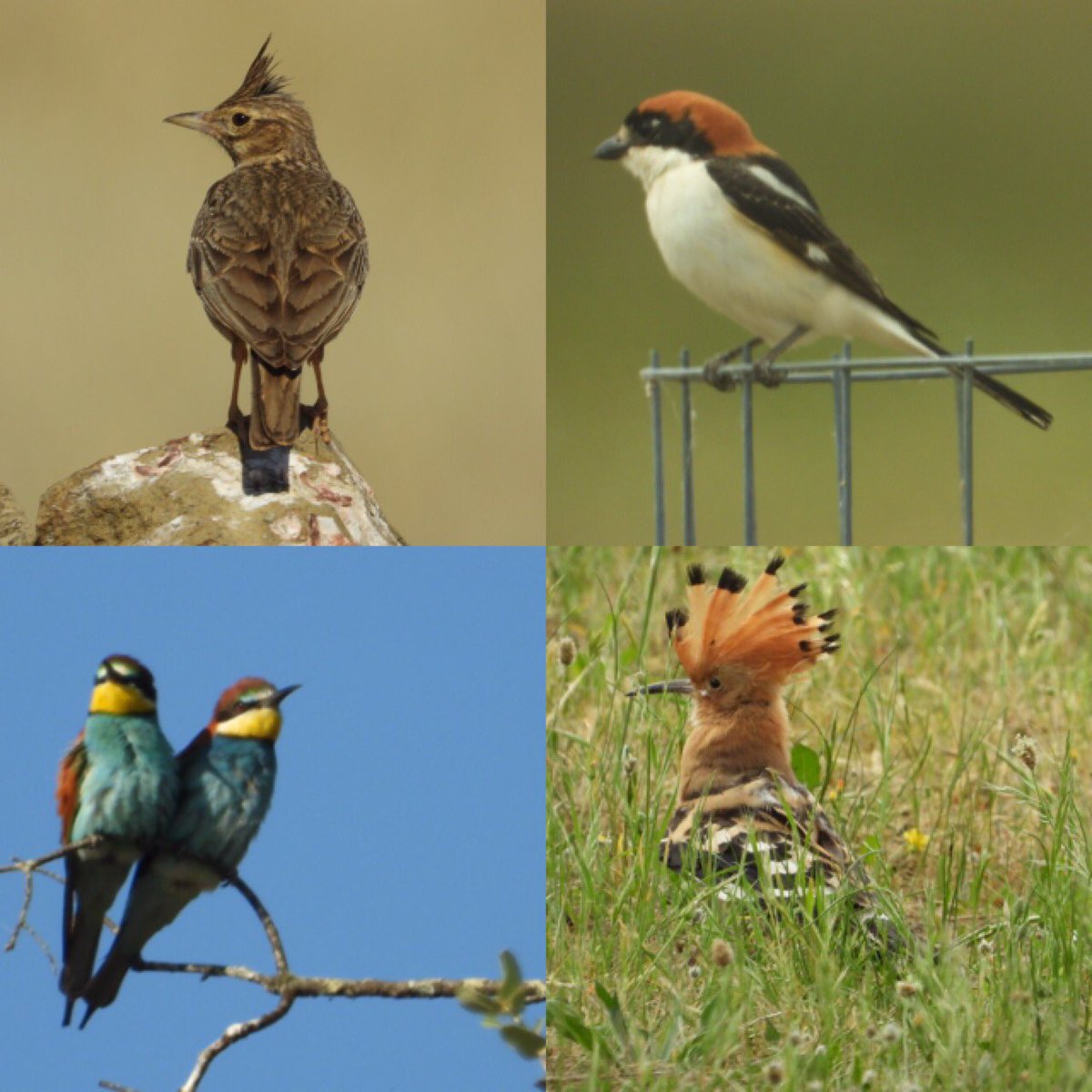Corienbs's tweet photo. Waarom gaan we volgend jaar zeker terug naar de Extremadura - Jaraicejo! Wat een super plek! Een huisje meer dan compleet doordacht uitgerust en heel dichtbij bij vogelgebieden! #aanrader #superplek #gastvrij #vogelbeschermingnederland #sovonvogelonderzoek https://t.co/bVPy0nUWeo https://t.co/CQohMnf8fR