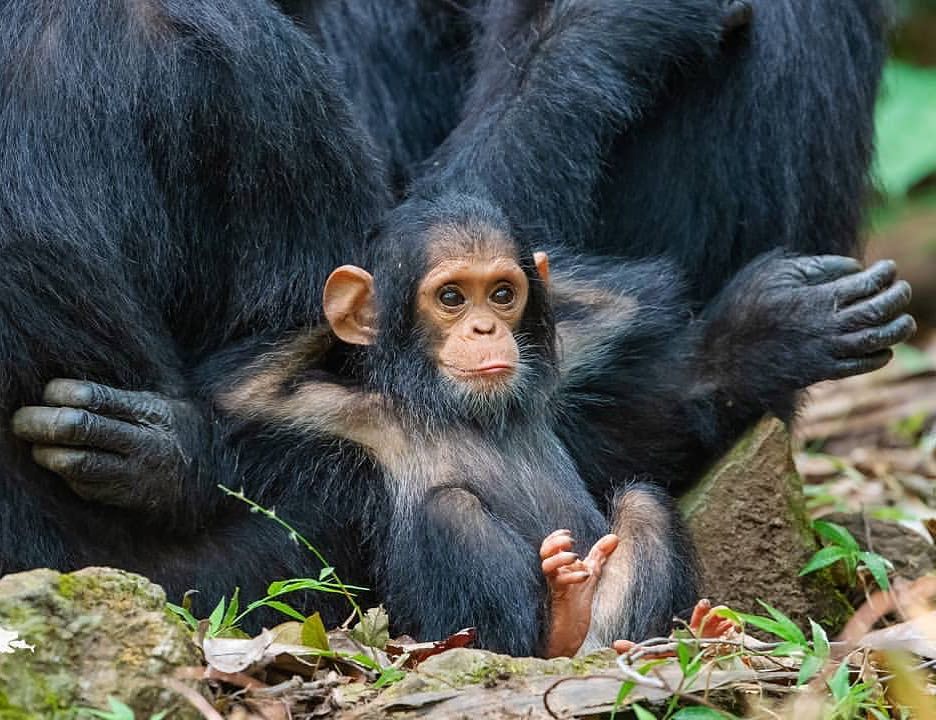 EarthPix's tweet photo. Chilaxing chimp 🐒 Photo by @thomasdmangelsen https://t.co/j1EQAoqFxv