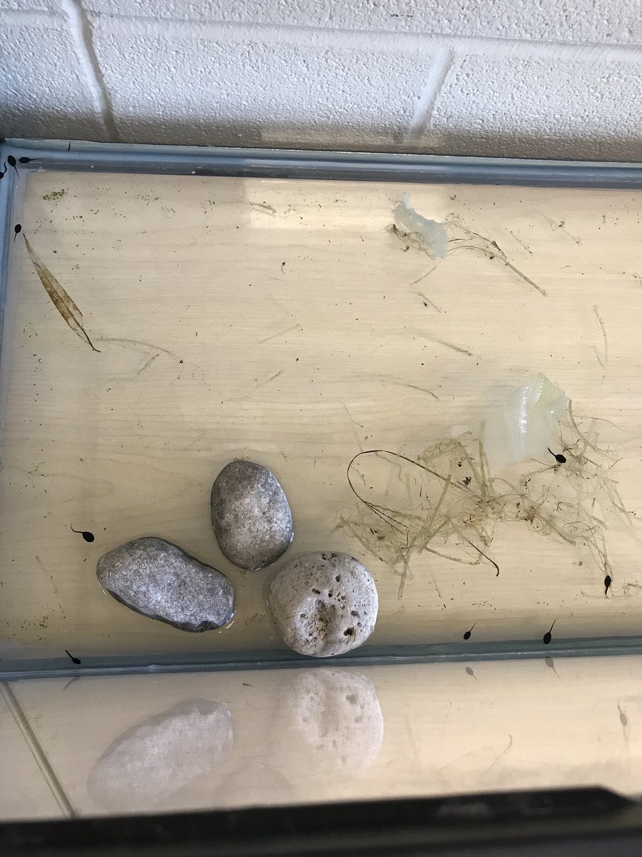 2C’s newest addition...tadpoles! We can observe their metamorphosis. Our caterpillars developed their chrysalises over the weekend. Exciting changes happening in 2C!