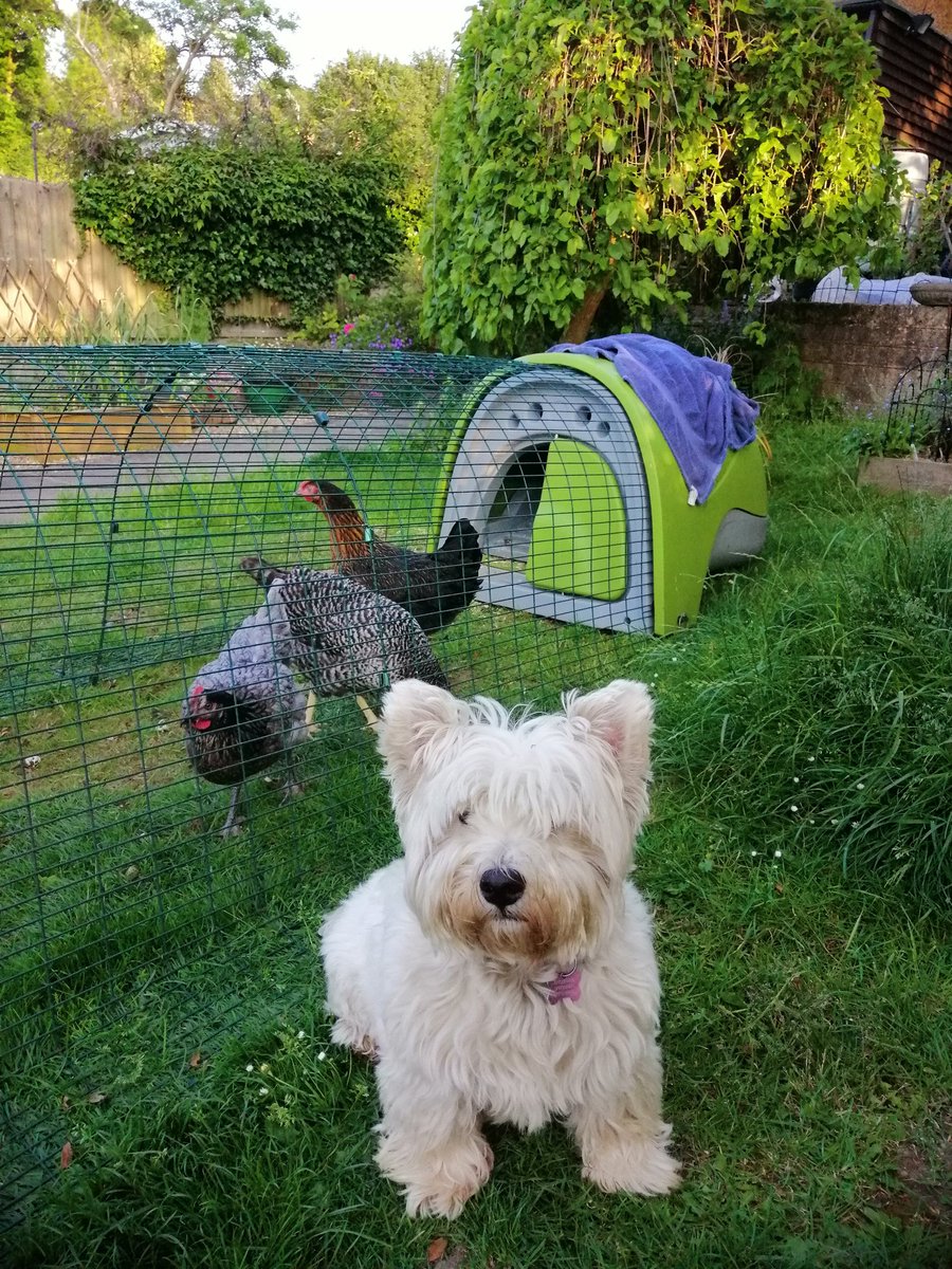 Livestock guardian dog on post...... Okay, he's no Maremma but he tries his best 😊 #chickens #teamfloof