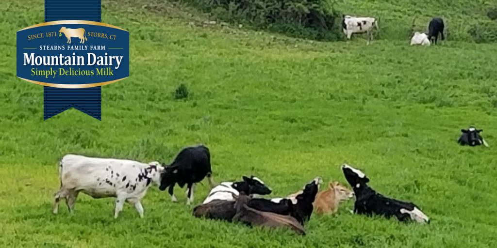 #MansfieldMonday: It's #nationaldairymonth! Celebrate w/ a cool, tall glass of @MountainDairy milk! Stearns Family Farm has operated right here in #MansfieldCT since 1871. #Obligatorycowpic shows some of the ladies enjoying a rare day w/o rain recently! #ctgrown #tasteofmansfield