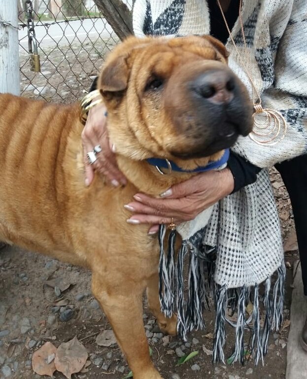 fundacionikigai's tweet photo. #sharpi MIREN AL SHARPI QUE ESTÁ HERMOSO ESTAS COSAS HACEN QUE ME EMOCIONÉ Y ME DICEN QUE LO HE HECHO BIEN. LES DIRÉ QUE ESTE NIÑO ES EL PERRO MÁS PRIVILEGIADO QUE EXISTE CON UNA MAMÁ QUE LO AMA DESDE QUE LO VIO ❤ #AdoptaNoCompres @Tamara_MZ @msole2912 @LilianPlazas @rovale66 https://t.co/Pz19ANHAIT