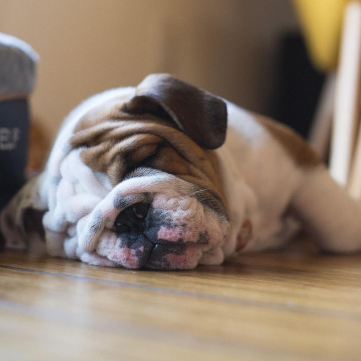kchomeslice's tweet photo. The feeling you get after eating a satisfying meal with us.💤 https://t.co/v3NSORHBiM