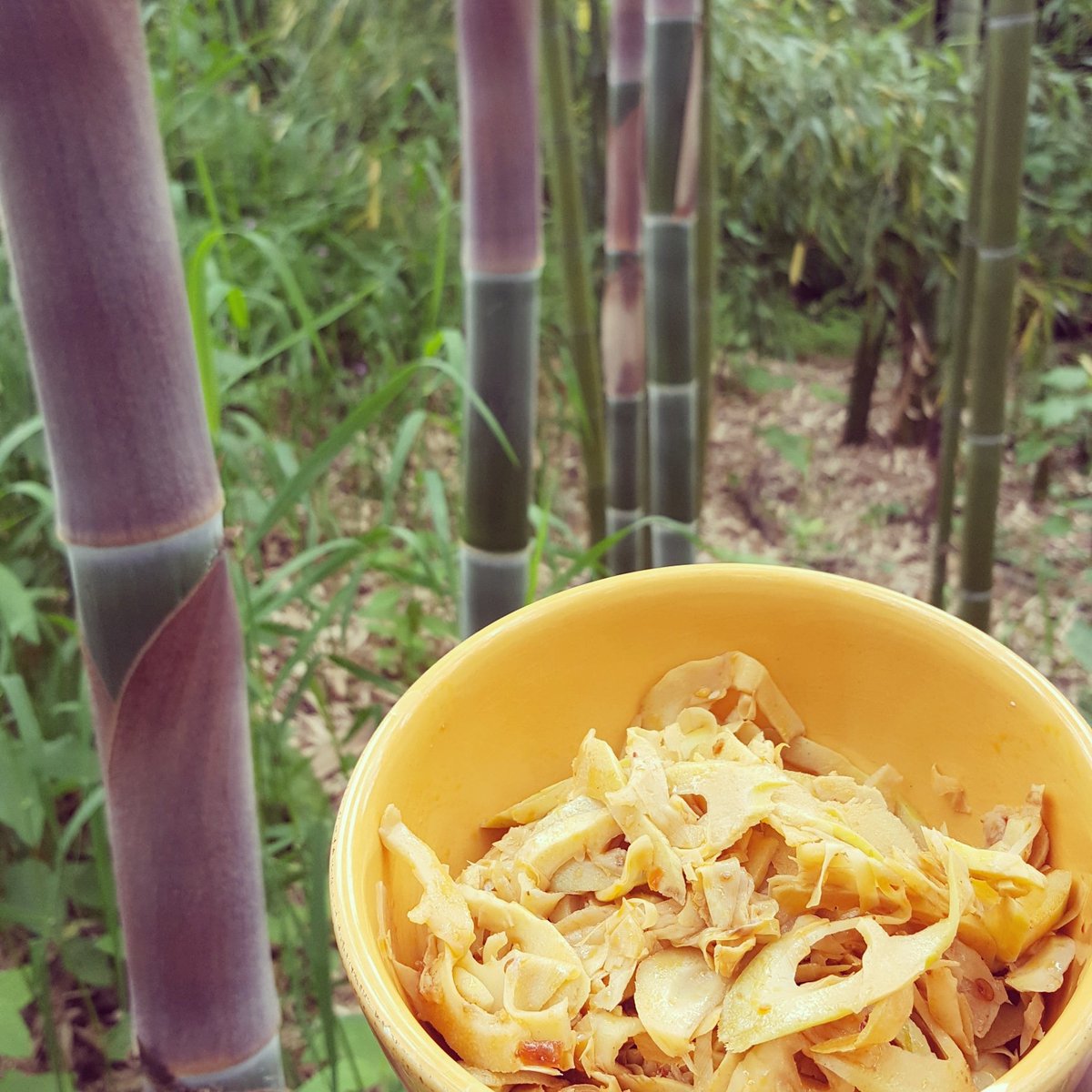 issaquahfish's tweet photo. While the presence of bamboo on hatchery grounds is a threat to native plants, there are some upsides. Such as the delicious shoots prepared by a neighbor and dropped off just in time for lunch! Who knew? #issyfish #issaquahsalmonhatchery #issaquah https://t.co/kvEziz9SwW