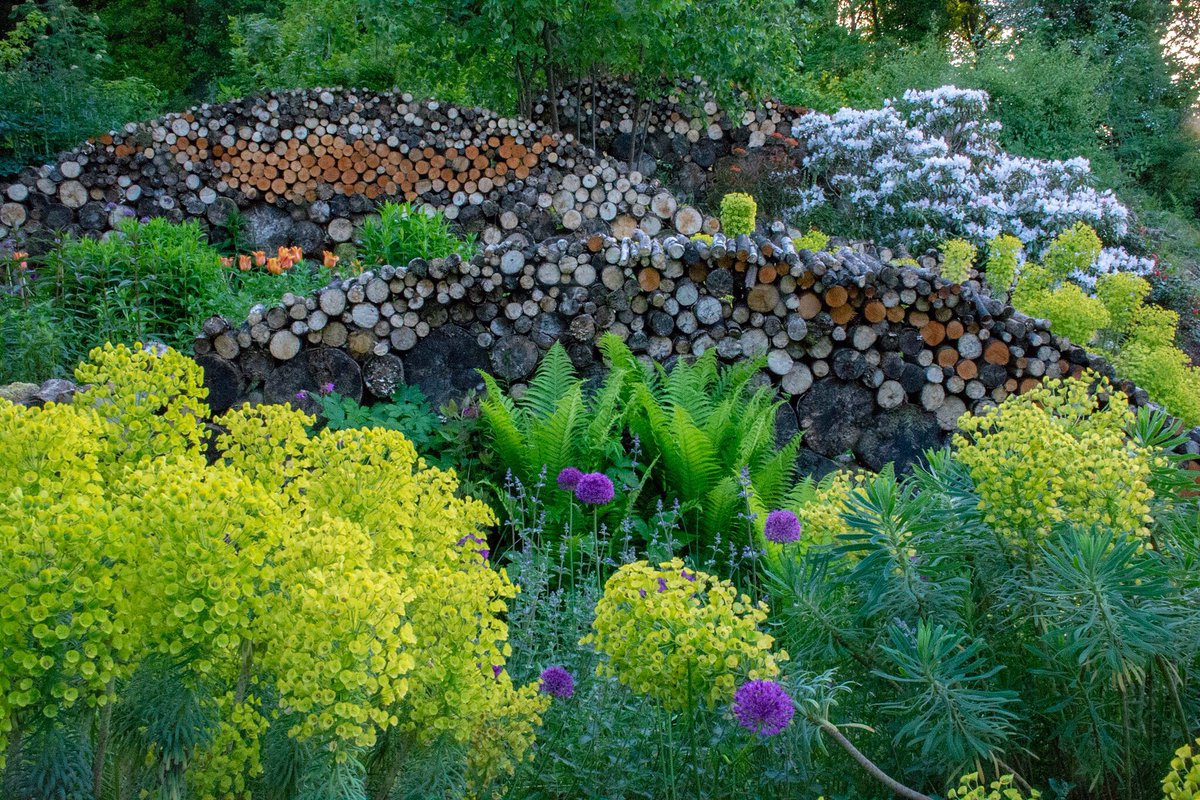 Late spring/early summer view, my garden. The Euphorbias have another two or three weeks in them (not bad - they’ve been flowering since February!) and then the fading flower stalks will be removed, by which time the taller perennials will have grown up around.