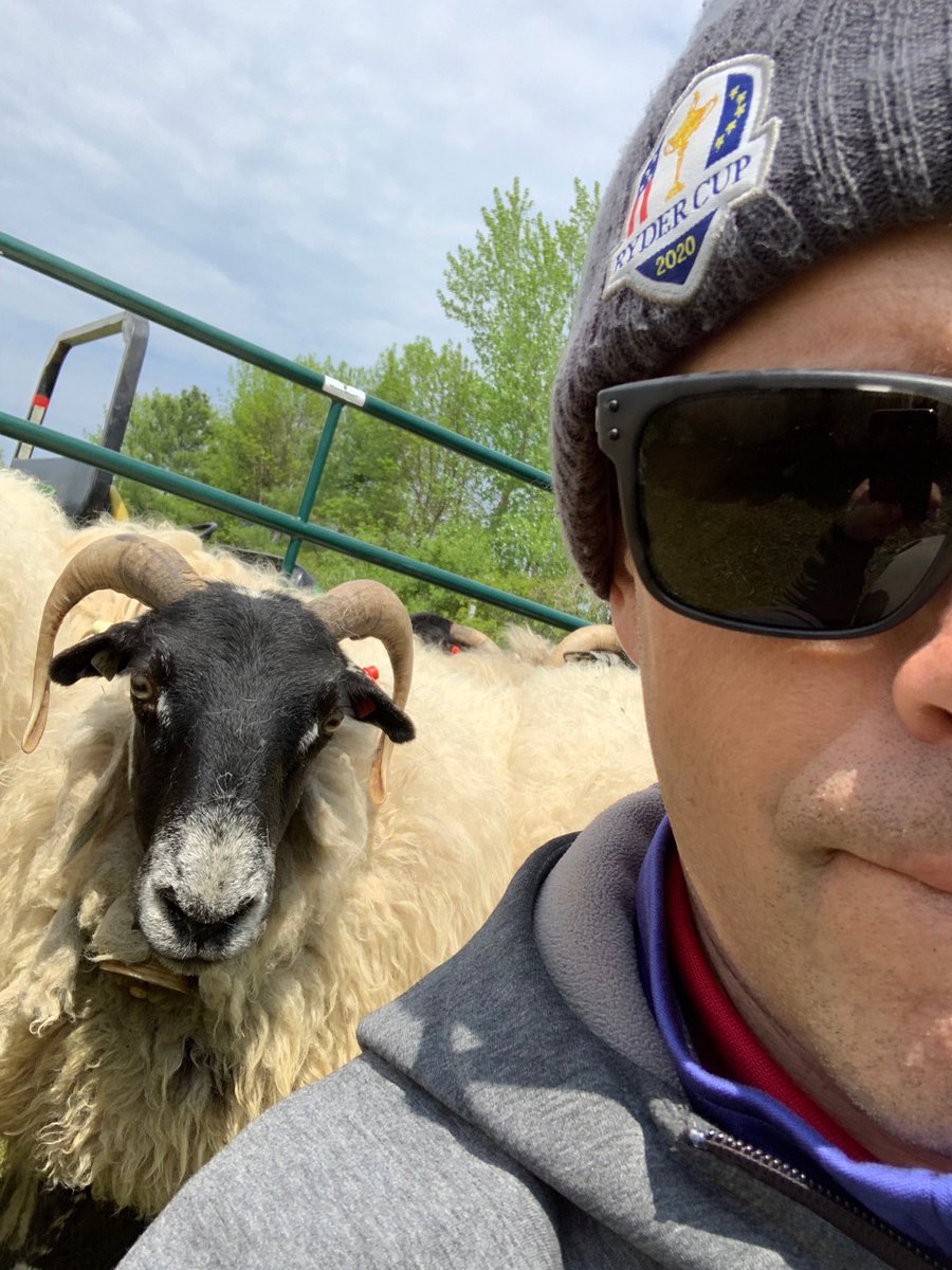 It’s not Sunday so it’s #sheepselfiemonday!
