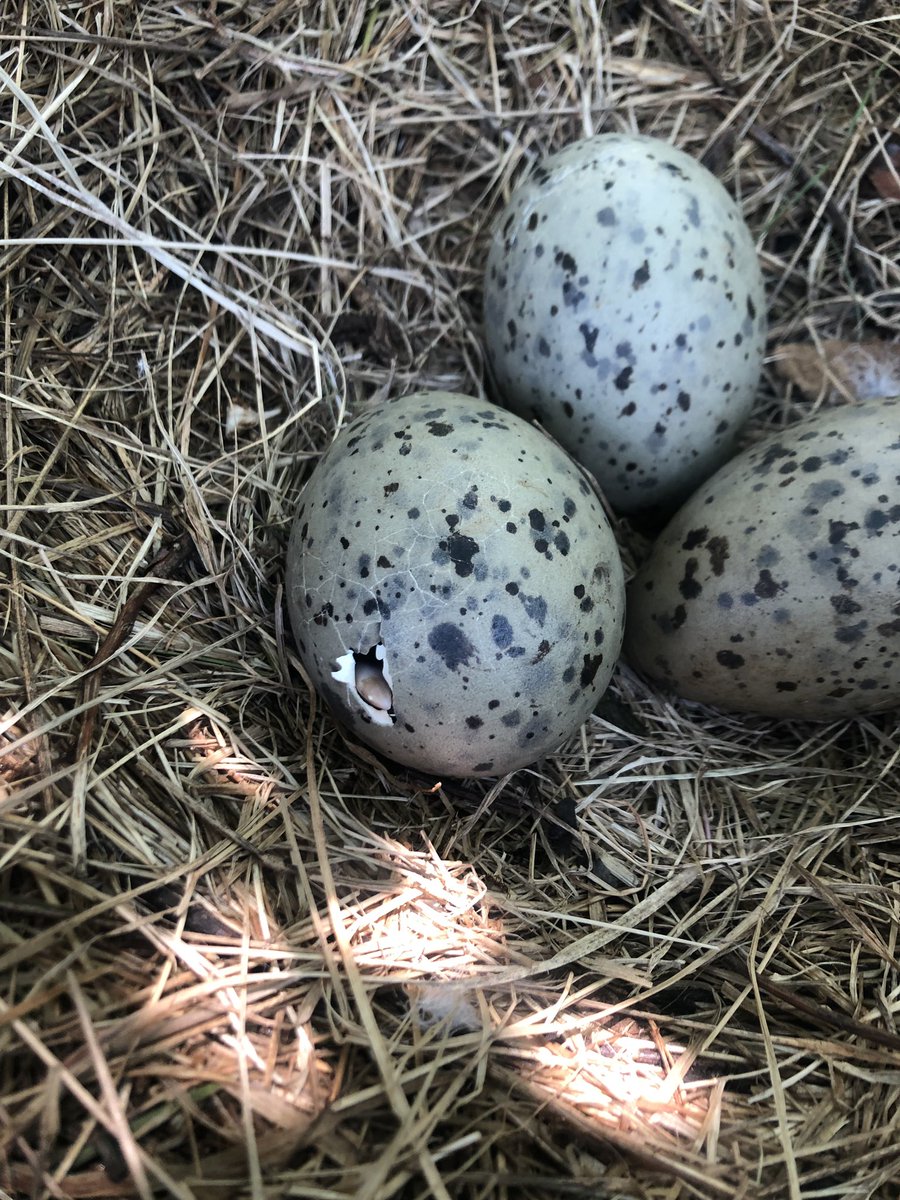 Great Black-backed Gull chick: Coming soon to an island near you #SMLbirds