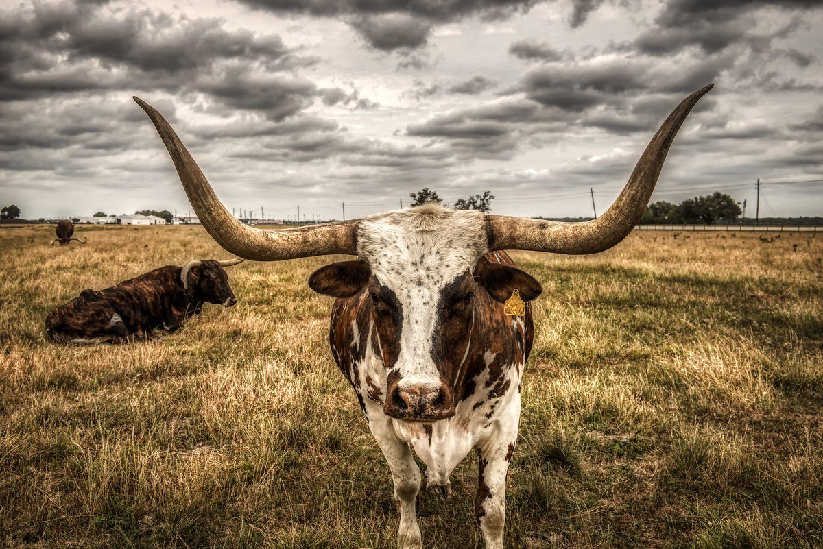 RolePoint's tweet photo. Only one week away until it's time to... Stampede Into the Future of HCM at #OHUG Global 2019! Who else is going? Don't forget to visit RolePoint at Booth #102 for some key takeaways and awesome rewards.

#RolePoint #OHUG2019 #OHUGinFtWorthTX #EmployeeReferrals #InternalMobility https://t.co/Hmg3ormd5I