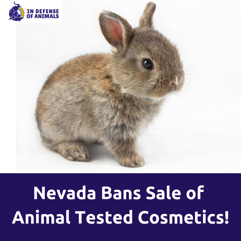 Indefenseofanimals On Twitter The Nevada Cruelty Free Cosmetics Act Has Just Been Signed Into Law This Bill Will Ban The Sale Of Any Animal Tested Cosmetics After Jan 1 2020 Congratulations Nevada