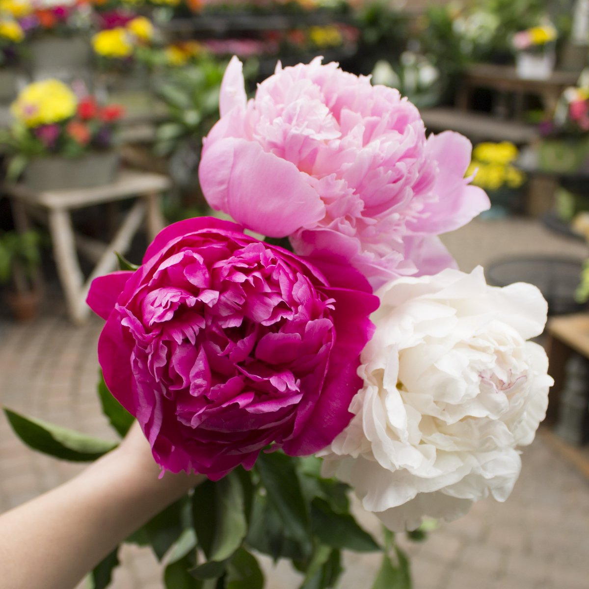 Viviano Flower Shop (@VivianosFlowers) / Posts / X