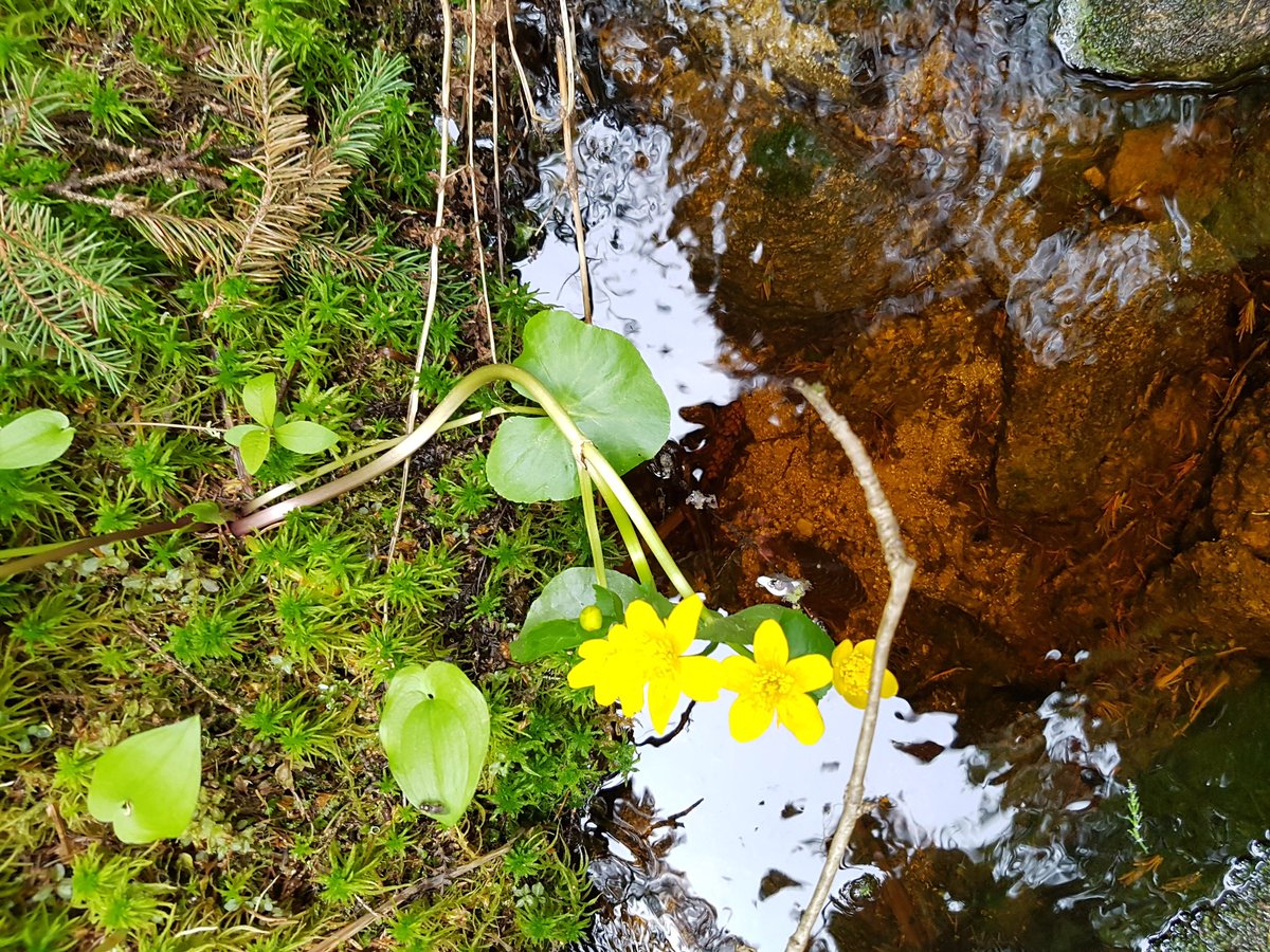 Metsäammattilaisilta vaaditaan ammattitaitoa hoitaa tällaisen alueen puunkorjuu vaarantamatta luonnon monimuotoisuutta.  Nämä pienialaiset kohteet löytyivät noin 1 ha alueelta ja säilytetään hakkuussa ennallaan. #monimuotoisuus