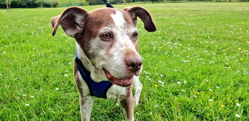 PawsSwansea's tweet photo. We've had a very #Busy day in #Swansea caring for all these #Beautiful #Pets! 😍

If you're looking for a #DogWalker or #PetSitter contact us on 07903619508 or #email info@pawsclawsswansea.co.uk 💖

#Southwales #Animals #LocalBusiness #Dog #Cat #Wales #PetCare https://t.co/iXdhRersUJ