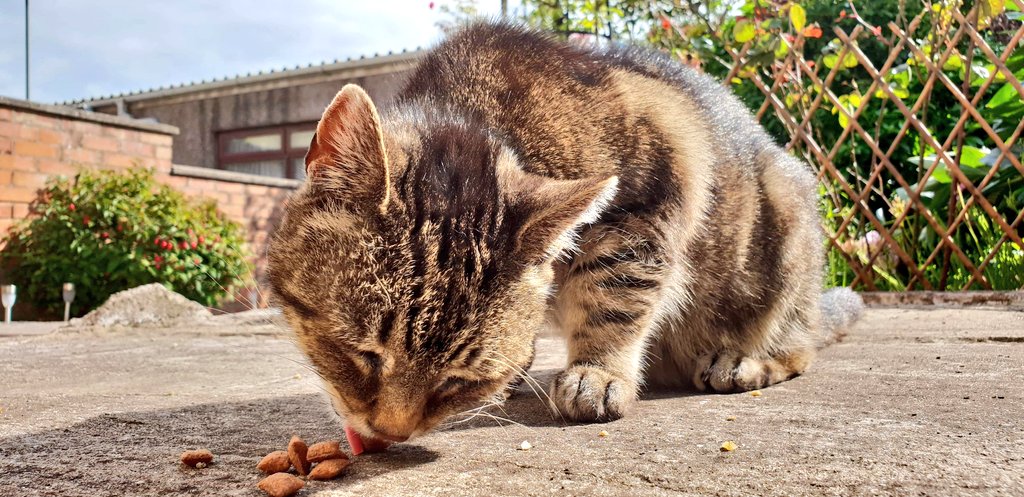 We've had a very #Busy day in #Swansea caring for all these #Beautiful #Pets! 😍

If you're looking for a #DogWalker or #PetSitter contact us on 07903619508 or #email info@pawsclawsswansea.co.uk 💖

#Southwales #Animals #LocalBusiness #Dog #Cat #Wales #PetCare