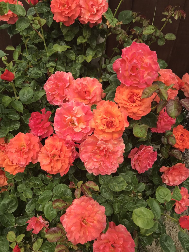 Enjoying the roses in my garden this evening #30DaysWild @DHCFT_DCHS