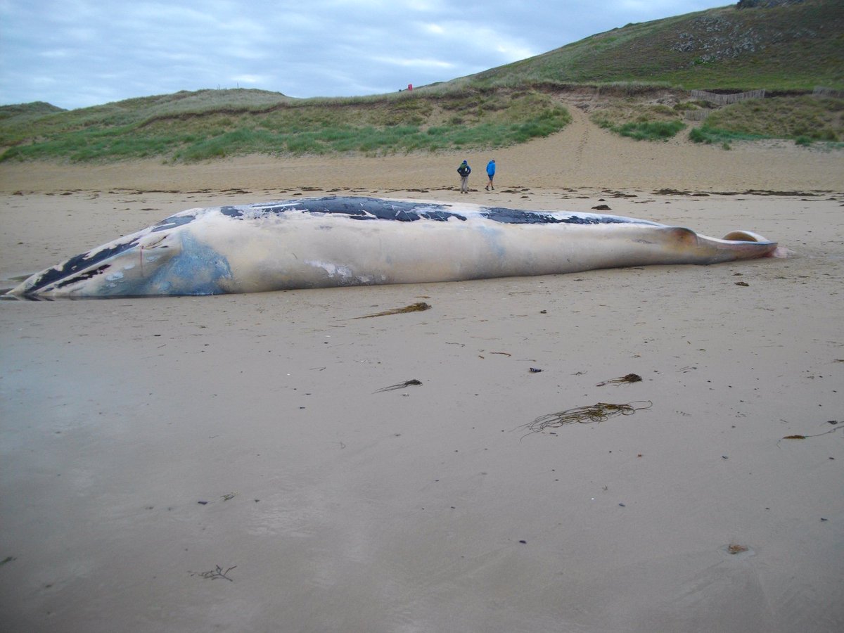GaelleColin1's tweet photo. Une baleine de 17 mètres échouée sur la plage de Crozon #Finistere  #Bretagne  #animal https://t.co/SZJITd9w2z https://t.co/ZbQFBA69fJ