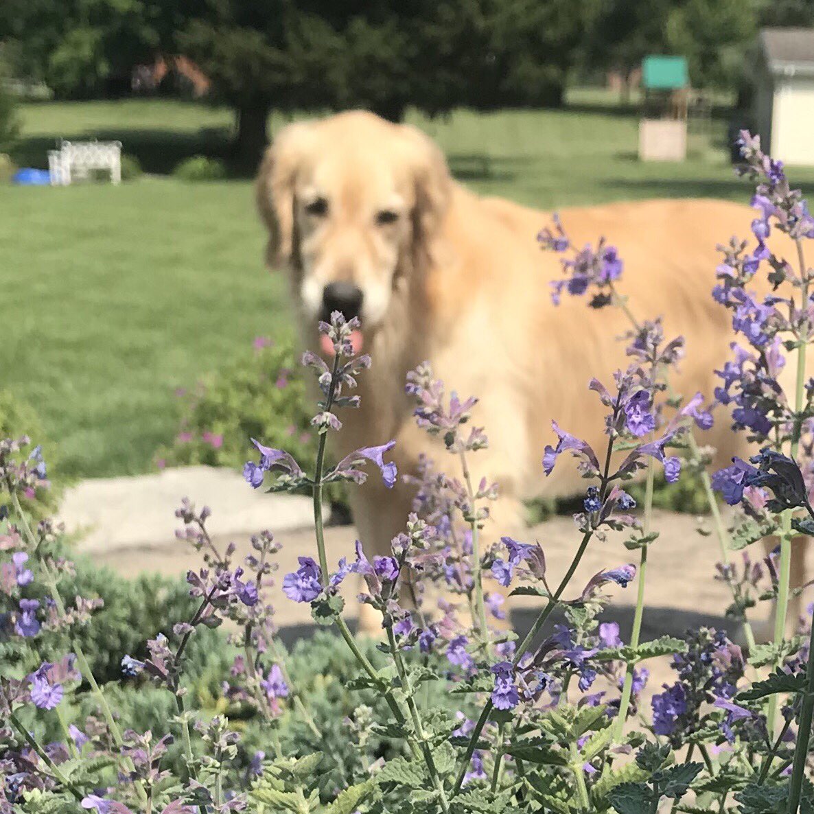 Oppopotamus's tweet photo. @Maggarooo I tryd to get a floof picshur but I messd up 🌸👅
#mlem #bleef #flufp #dogcelebration https://t.co/yCi3DMraH3