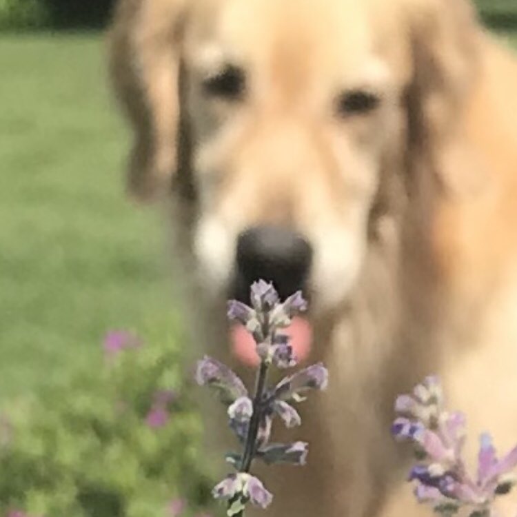Oppopotamus's tweet photo. @Maggarooo I tryd to get a floof picshur but I messd up 🌸👅
#mlem #bleef #flufp #dogcelebration https://t.co/yCi3DMraH3