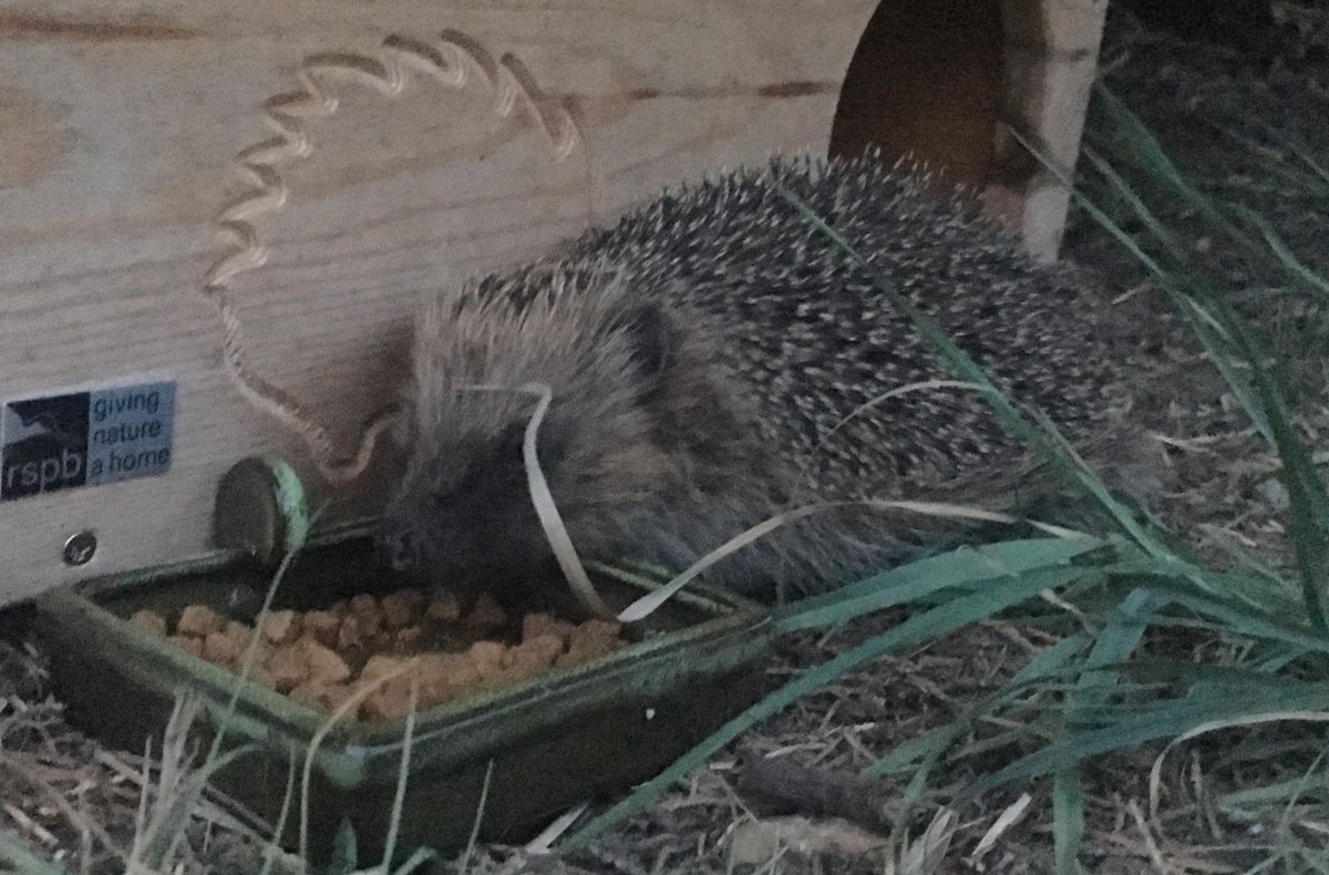 emmaclogs's tweet image. Another garden hog - learning to tell them apart #30DaysWild