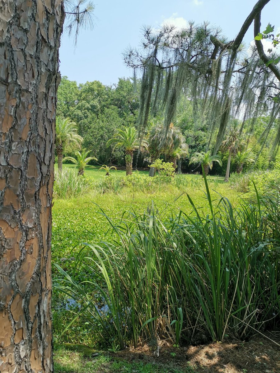 PETITHlne3's tweet photo. Aujourd'hui on part vers Houma.. On s'arrête en route pour voir une usine de tabasco et un immense jardin rxceptionnel https://t.co/ctstI9HWix