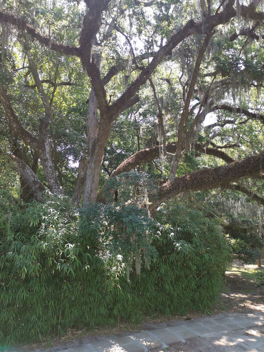 PETITHlne3's tweet photo. Aujourd'hui on part vers Houma.. On s'arrête en route pour voir une usine de tabasco et un immense jardin rxceptionnel https://t.co/ctstI9HWix