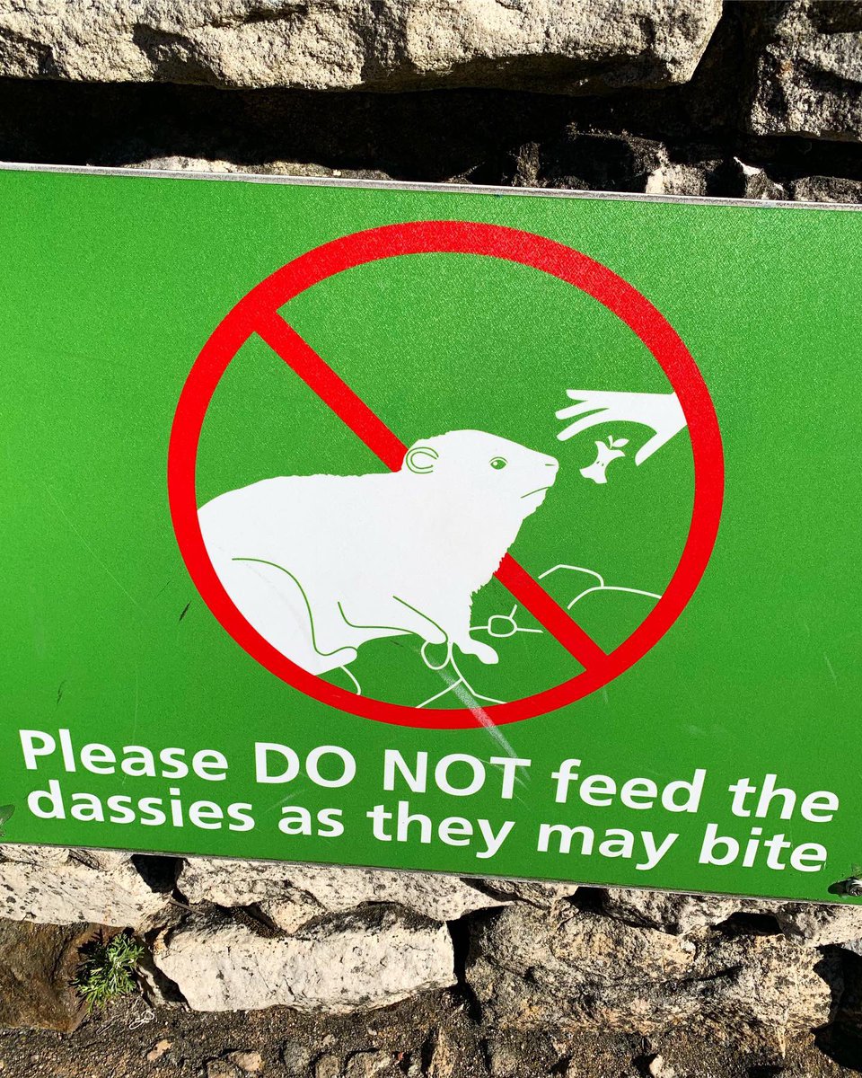 niki_russell's tweet photo. “Please DO NOT feed the dassies as they may bite”
...
#donotfeedthedassies #dassies #tablemountain #southafrica🇿🇦 #wildlifephotography #rockhyrax #rockbadger #rockrabbit species most closely related to the 🐘 https://t.co/mJcUemeGfK