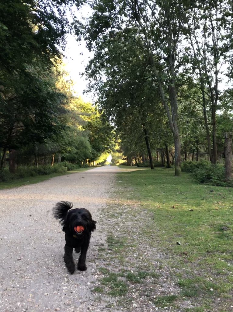 billythecavapoo's tweet photo. @ChuckitUK #chuckitchallenge2019 https://t.co/H4tEHMWTiW