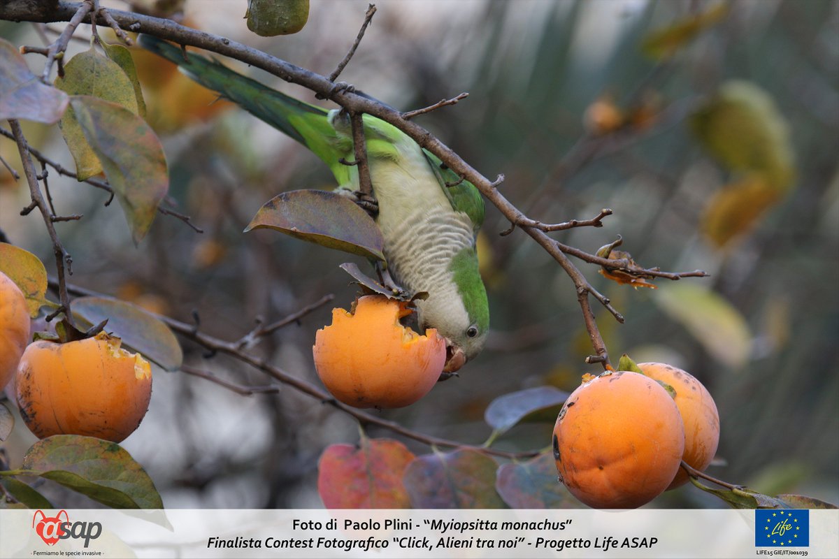 LifeASAP_eu's tweet photo. Alieni volanti? Ibis sacro, parrocchetto dal collare e coturnice orientale sono tutti uccelli classificabili come #speciealiene. Li hanno ritratti nelle loro #foto alcuni finalisti del contest #LifeAsap
Qui una galleria (seconda parte) 
➡️➡️➡️https://t.co/YdgN3th676
#photography https://t.co/EOLlH6ueUA