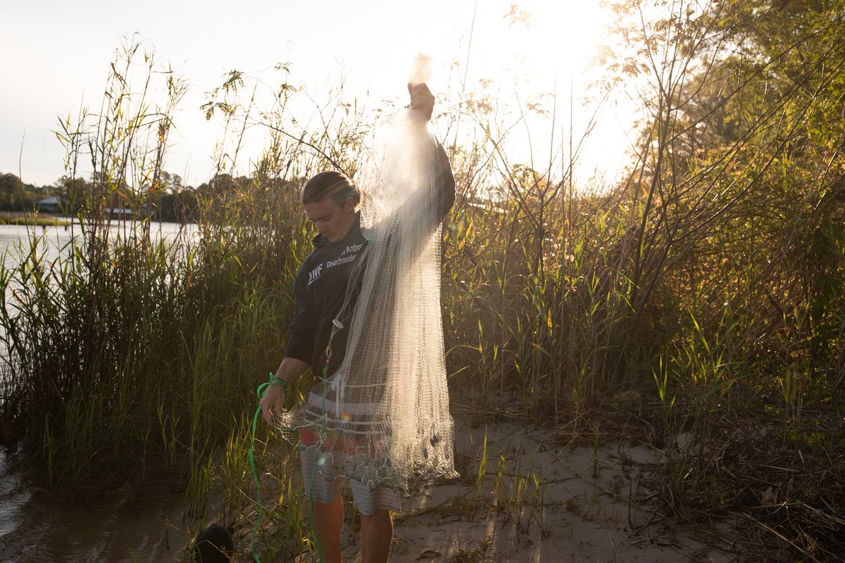 Sometimes the best way to study native species is to use a cast net! Photo by <a href="/seanmurphyphoto/">Sean murphy</a> #nature #florida