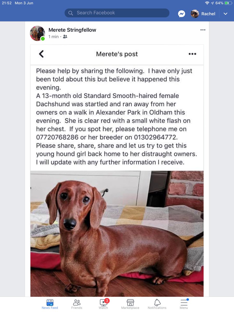 mrssimm's tweet photo. #DachshundArmy #LostDachshund #Oldham Please  RT @ediesausage @longhaireddach @sausagetails @sausagetails @SausageNelly @doxiefrankie @DachshundOtto @RevRichardColes @dudleydachshund https://t.co/952yZGd0UK