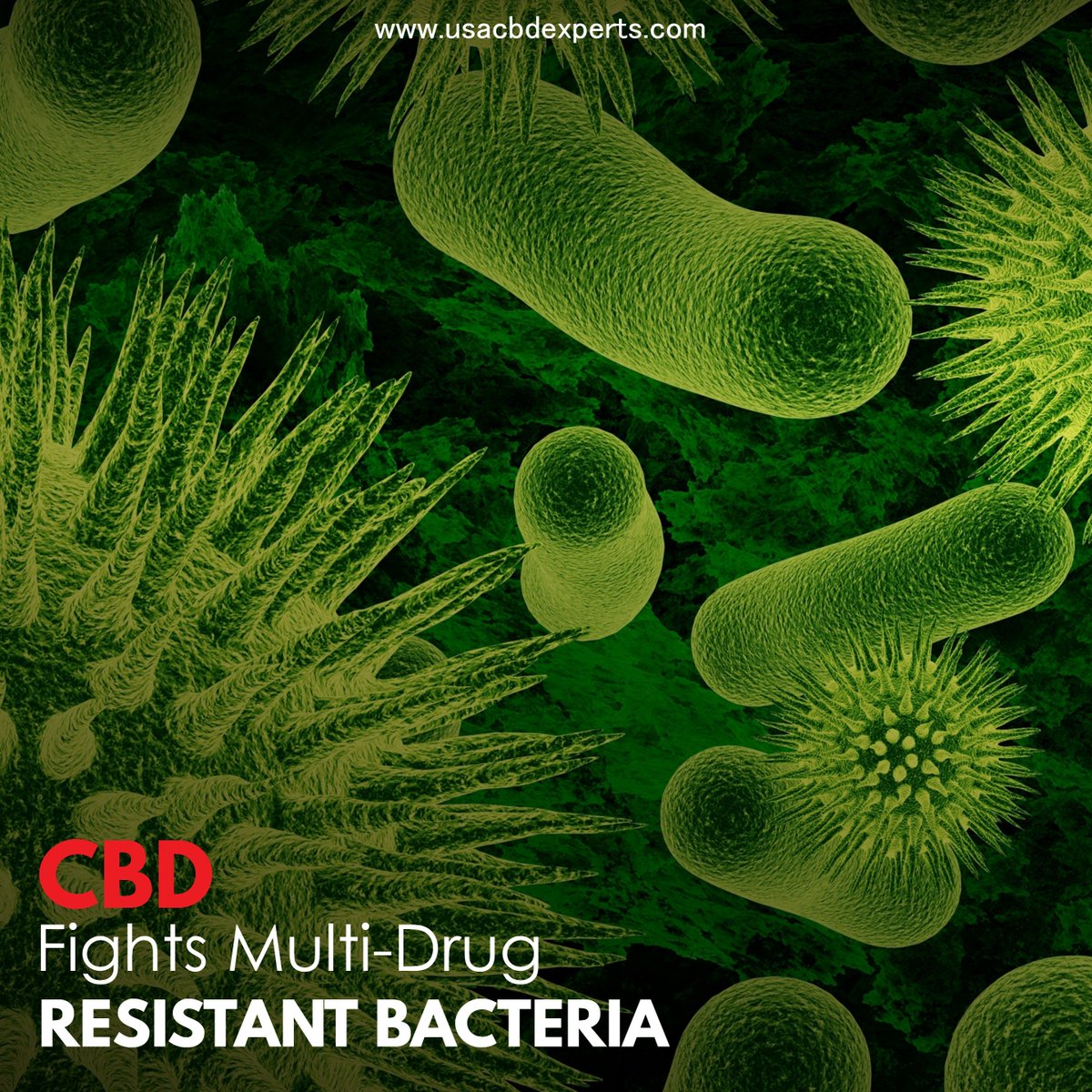 experts_cbd's tweet photo. A 2011 study found that CBD can also slow the progression of tuberculosis in rats. Researchers concluded that CBD likely does this by inhibiting T-cell proliferation, rather than possessing antibacterial properties.

#usacbd #cbd #cannabis #hemp #hightimes #cbdvape #dabs https://t.co/JVATQcMBnY