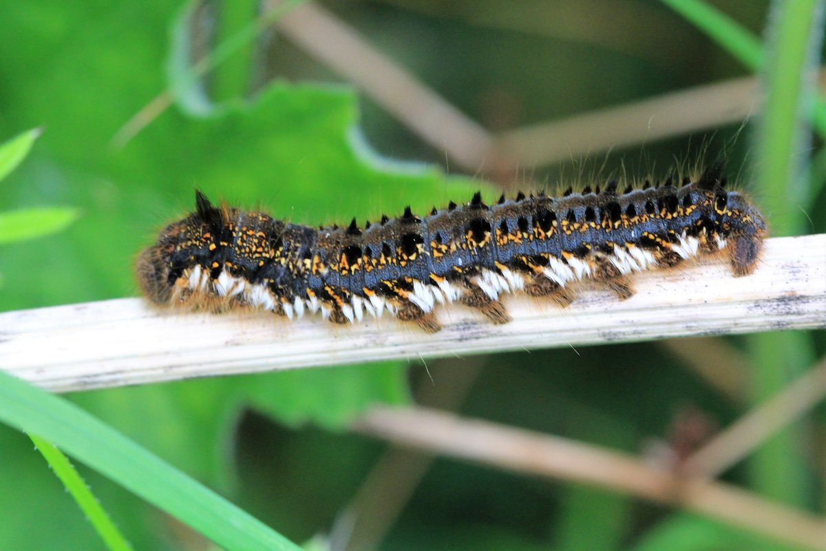 raptorwatcher's tweet photo. A trio of #Caterpillars at #ChambersFarmWood #Lincolnshire #Lincswildlife #MottledUmber #TwinSpottedQuaker #DrinkerMoth #SixSpotBurnet I think @BritishMoths @BBCSpringwatch #connectwithnature #lovelife https://t.co/UB6WRB2kQl