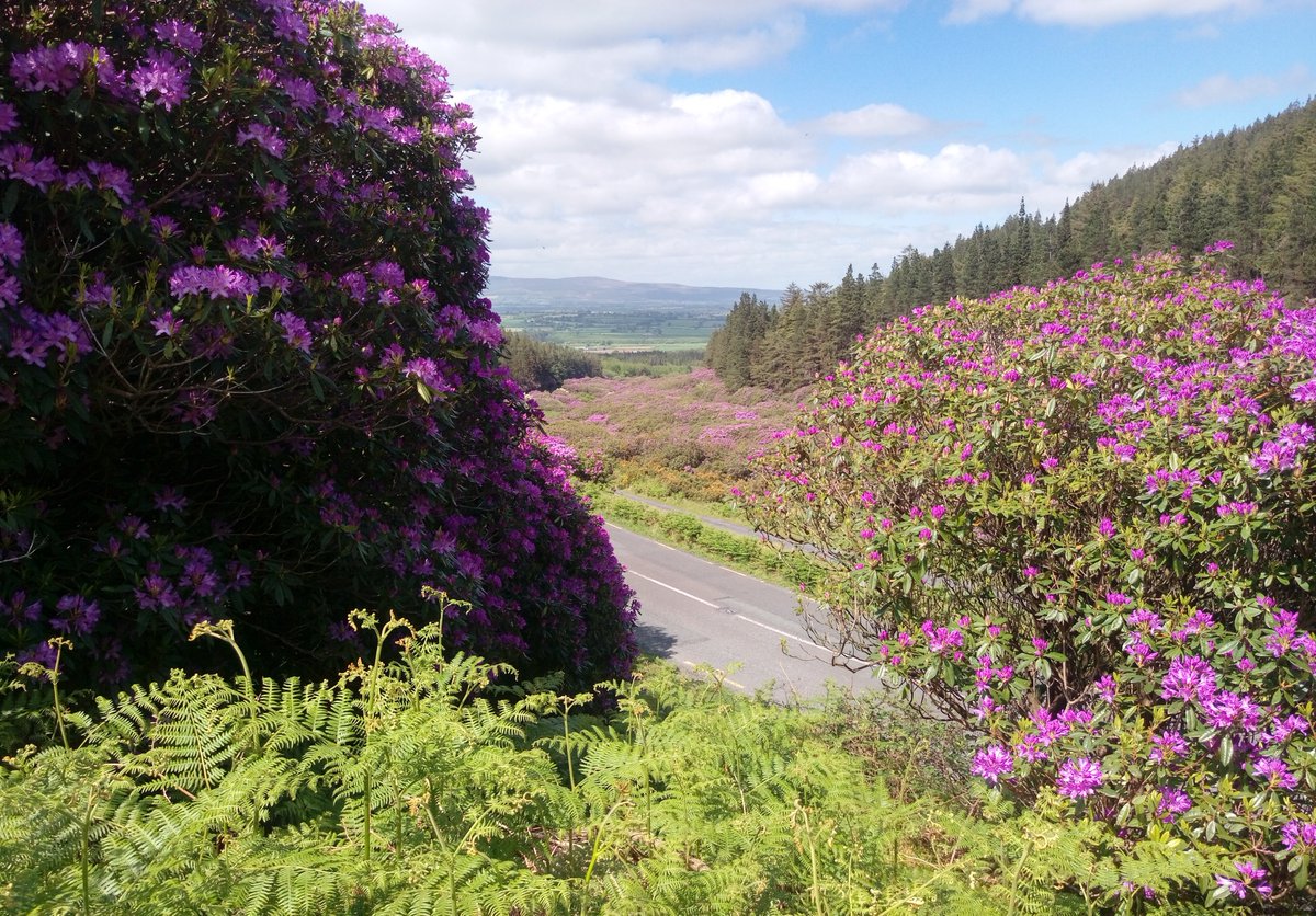 VeeWalks's tweet photo. If you have any photos of your experience at the #RhododendronWalkingFestival we'd love to see them. Just share here on Twitter or on Instagram/FB (@VeeWalks) or email to info@vee.ie. https://t.co/kc71Liv6vU