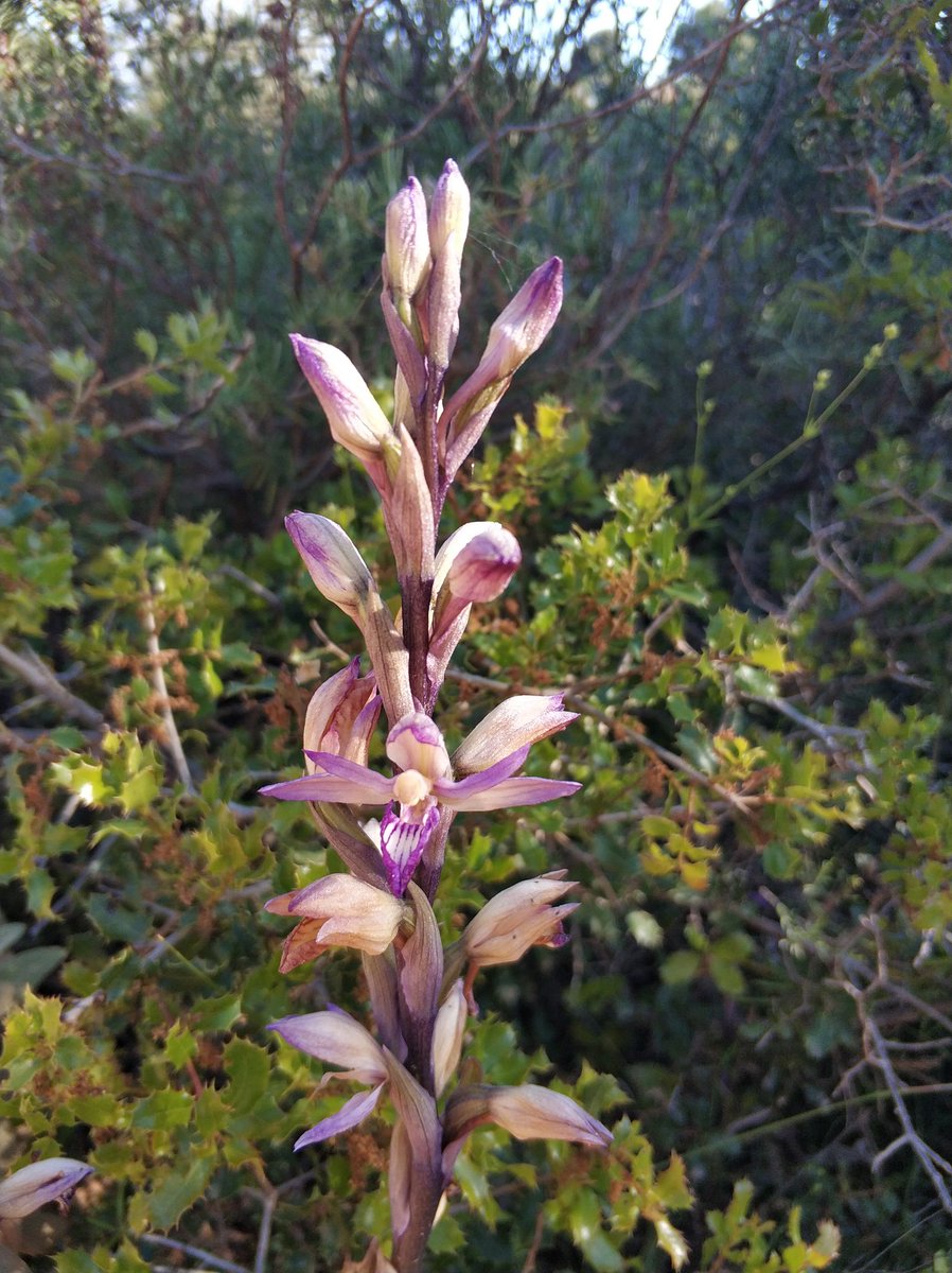 Mevoyaverpatos's tweet photo. Preciosidad en #Montserrat #limodorum #abortivum.
Qué alta es ! Pensaba que no era una #orquidea con esta altura 😅
Rodeada de alzinas 😍 https://t.co/NRPunrquzm